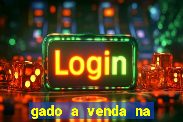 gado a venda na bahia olx